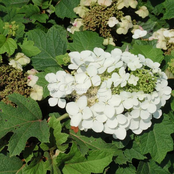 Гортензия дуболистная Сайкс Дварф / Hydrangea quercifolia Sike's Dwarf — фото 5