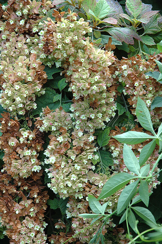 Гортензия дуболистная Сноу Джиант / Hydrangea quercifolia Snow Giant — фото 2