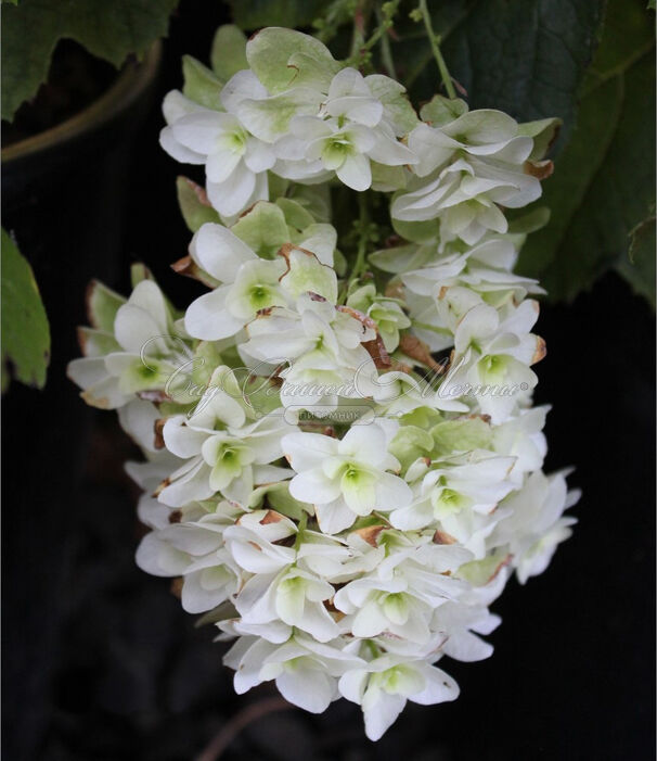 Гортензия дуболистная Сноу Джиант / Hydrangea quercifolia Snow Giant — фото 3