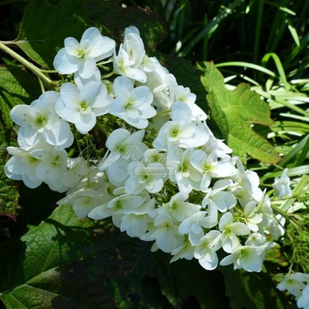 Гортензия дуболистная Сноу Джиант / Hydrangea quercifolia Snow Giant — фото 4