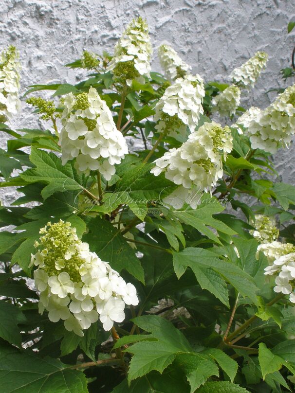 Гортензия дуболистная Сноу Куин / Hydrangea quercifolia Snow Queen (Flemygea) — фото 3