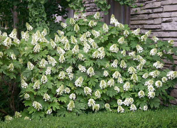 Гортензия дуболистная Сноу Куин / Hydrangea quercifolia Snow Queen (Flemygea) — фото 4