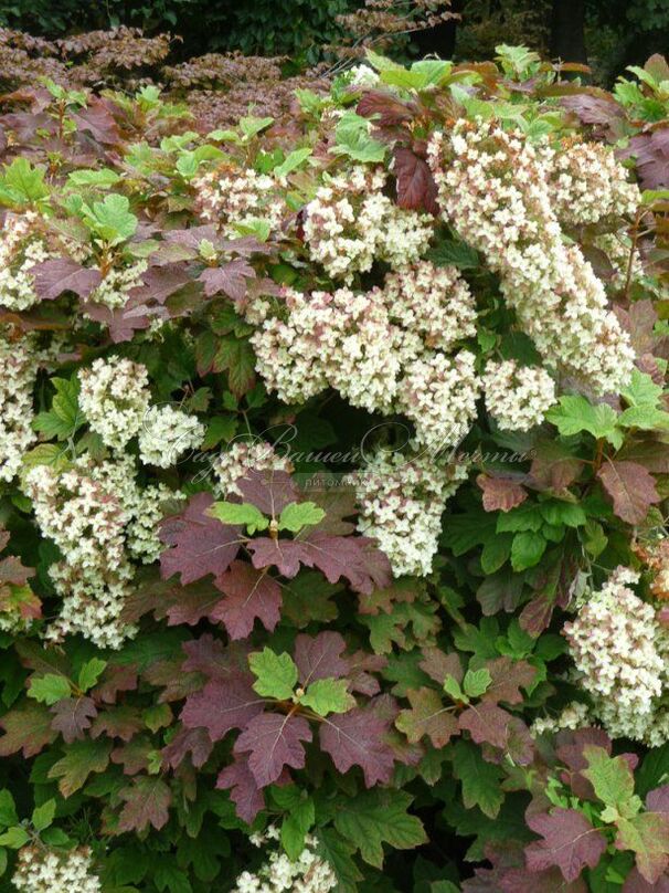 Гортензия дуболистная Сноуфлейк / Hydrangea quercifolia Snowflake — фото 4