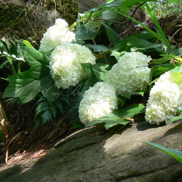 Гортензия дуболистная Хармони / Hydrangea quercifolia Harmony — фото 2