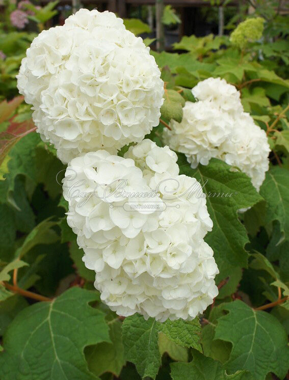 Гортензия дуболистная Хармони / Hydrangea quercifolia Harmony — фото 3