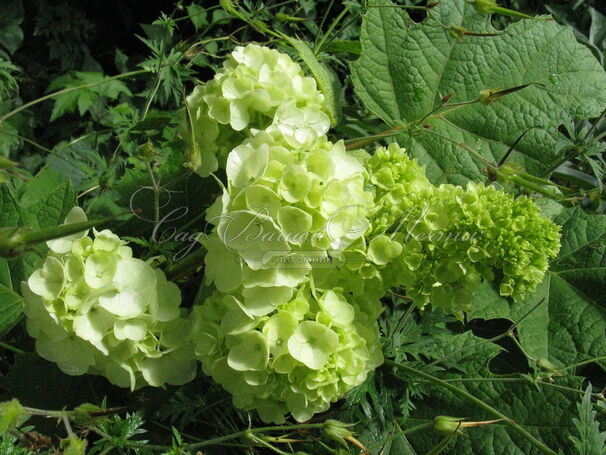 Гортензия дуболистная Хармони / Hydrangea quercifolia Harmony — фото 5