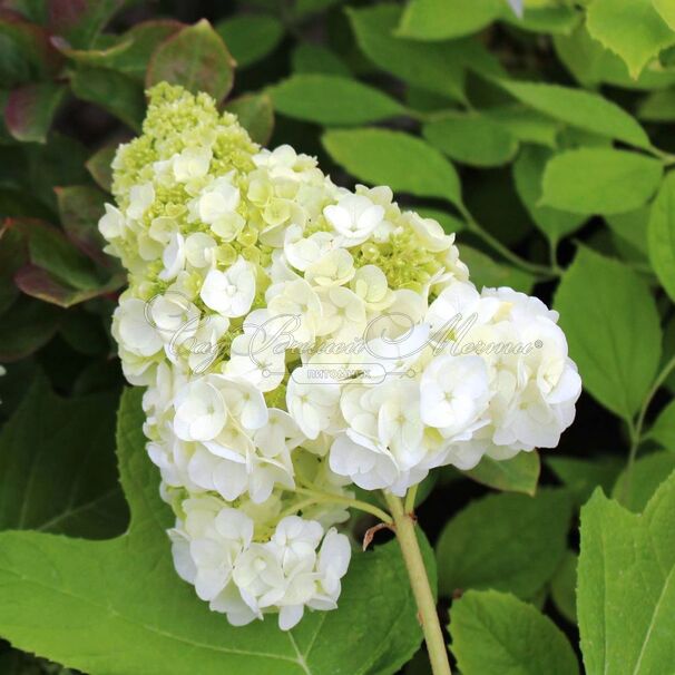 Гортензия дуболистная Хармони / Hydrangea quercifolia Harmony — фото 6