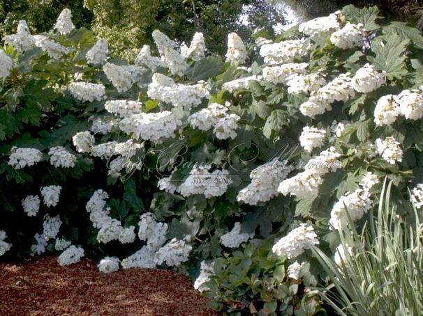 Гортензия дуболистная Элис / Hydrangea quercifolia quercifolia Alice дуболистная — фото 3