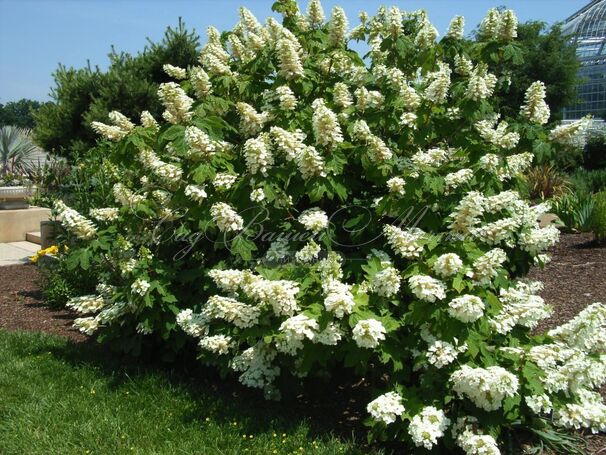 Гортензия дуболистная Элис / Hydrangea quercifolia quercifolia Alice дуболистная — фото 4