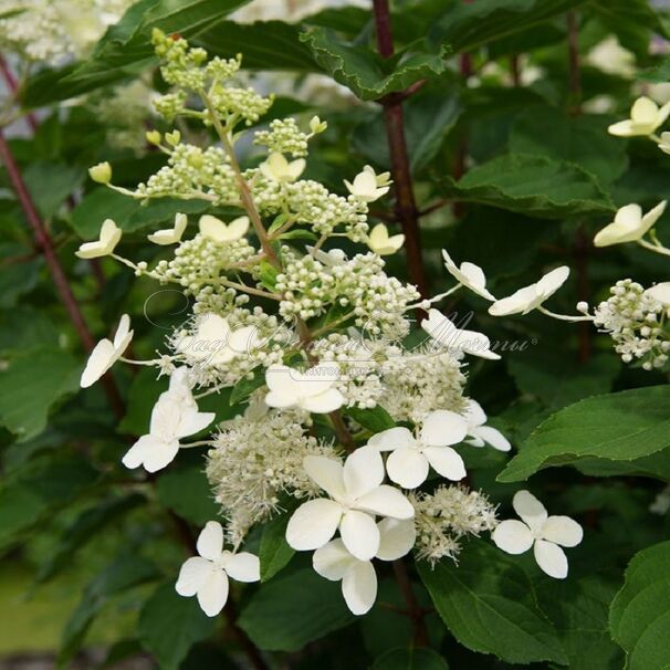 Гортензия метельчатая Биг Бен / Hydrangea panniculata Big Ben — фото 2