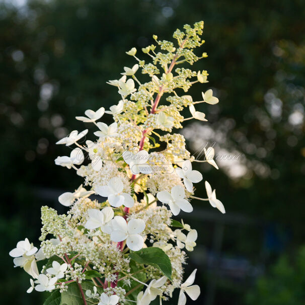 Гортензия метельчатая Биг Бен / Hydrangea panniculata Big Ben — фото 3