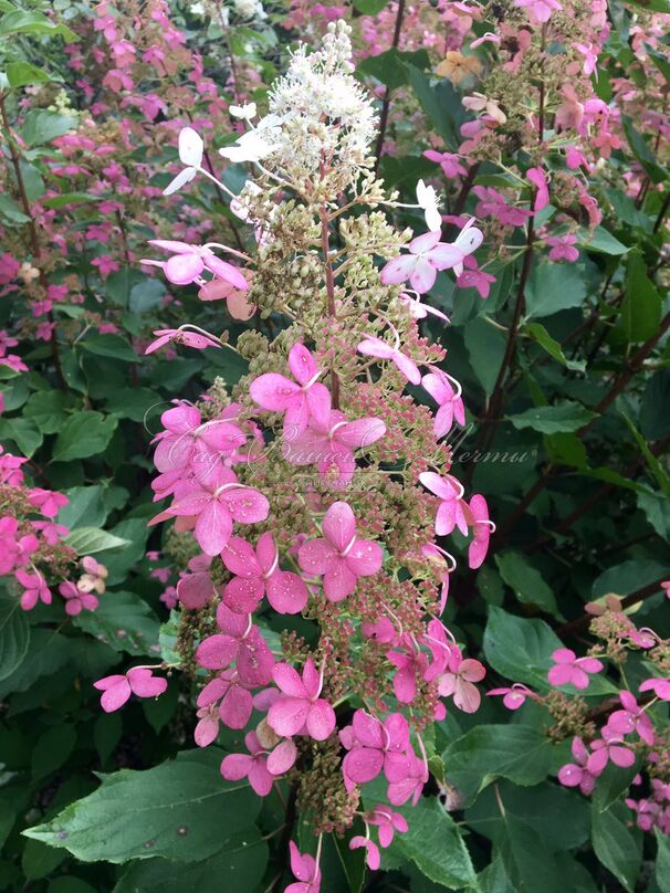 Гортензия метельчатая Биг Бен / Hydrangea panniculata Big Ben — фото 4