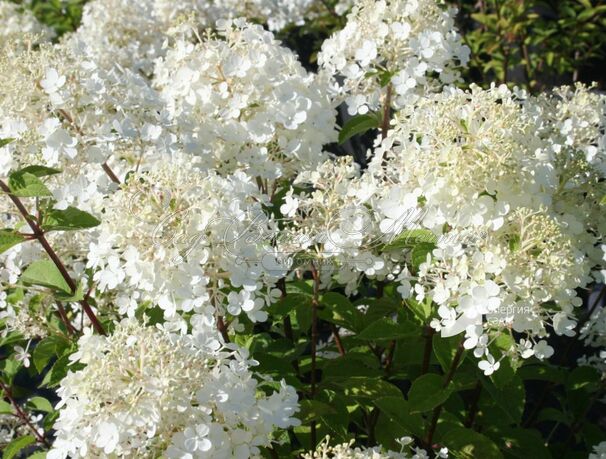 Гортензия метельчатая Бобо / Hydrangea panniculata Bobo — фото 2