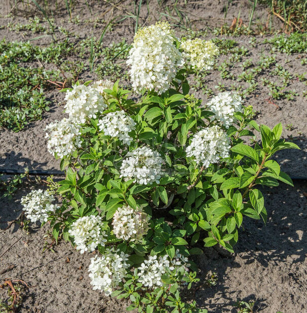 Гортензия метельчатая Бобо / Hydrangea panniculata Bobo — фото 3