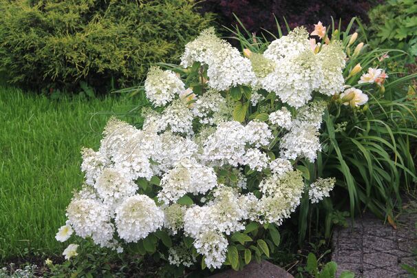 Гортензия метельчатая Бобо / Hydrangea panniculata Bobo — фото 4