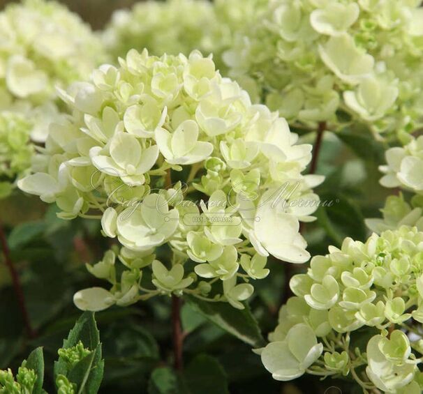 Гортензия метельчатая Бомбшелл / Hydrangea panniculata Bombshell — фото 2