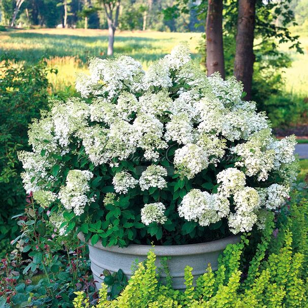 Гортензия метельчатая Бомбшелл / Hydrangea panniculata Bombshell — фото 3