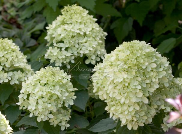 Гортензия метельчатая Брюсселс Лейс / Hydrangea panniculata Brussels Lace — фото 2