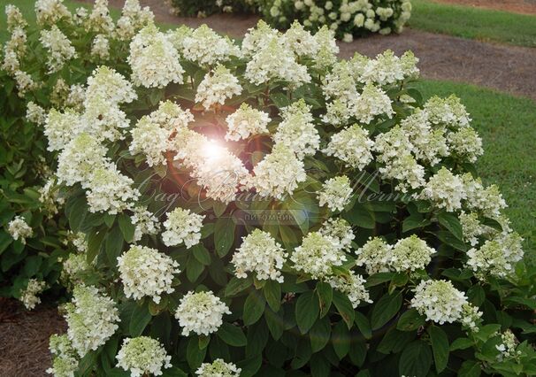 Гортензия метельчатая Бэйби Лейс / Hydrangea panniculata Baby Lace — фото 2