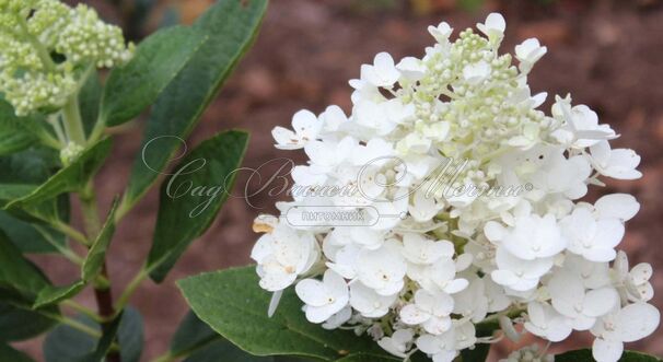 Гортензия метельчатая Бэйби Лейс / Hydrangea panniculata Baby Lace — фото 3