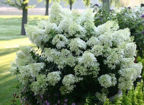 Гортензия метельчатая Бэйби Лейс / Hydrangea panniculata Baby Lace — фото 4