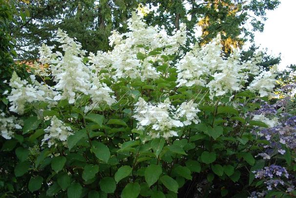 Гортензия метельчатая Вайт Леди / Hydrangea panniculata White Lady — фото 2