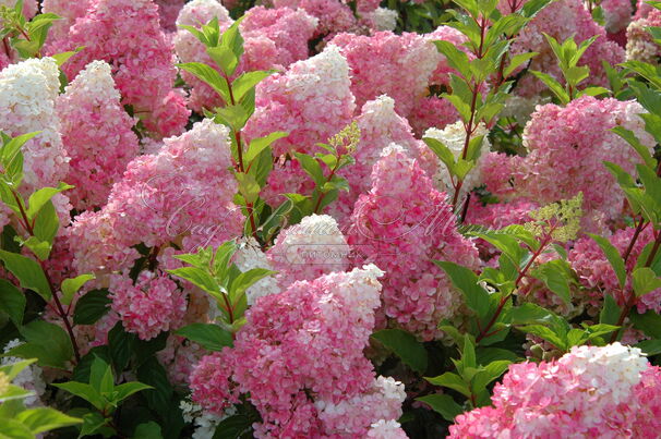 Гортензия метельчатая Ванилла Фрейз / Hydrangea panniculata Vanille Fraise — фото 2