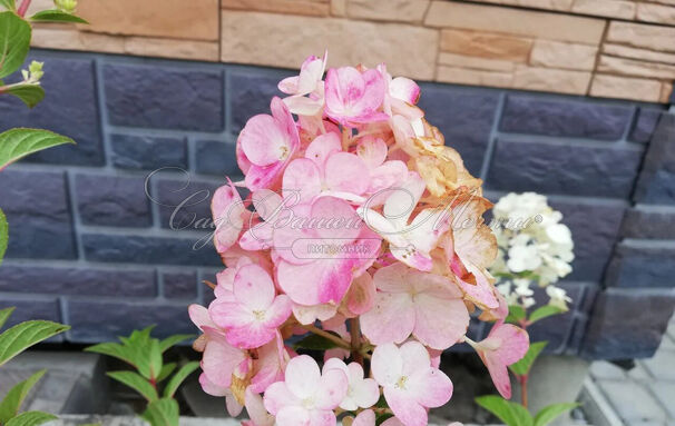 Гортензия метельчатая Ванилла Фрейз / Hydrangea panniculata Vanille Fraise — фото 3
