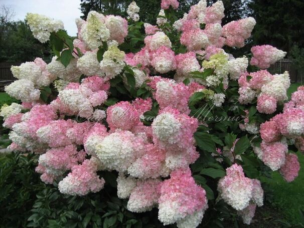 Гортензия метельчатая Ванилла Фрейз / Hydrangea panniculata Vanille Fraise — фото 4