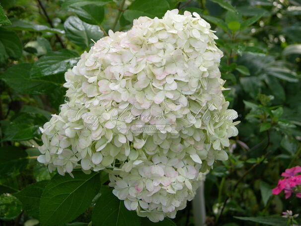 Гортензия метельчатая Гарри С Сувенир / Hydrangea panniculata Harry S Souvenir — фото 2