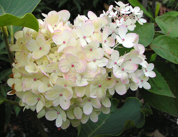 Гортензия метельчатая Гарри С Сувенир / Hydrangea panniculata Harry S Souvenir — фото 3