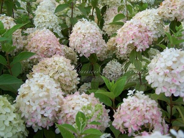 Гортензия метельчатая Гарри С Сувенир / Hydrangea panniculata Harry S Souvenir — фото 4