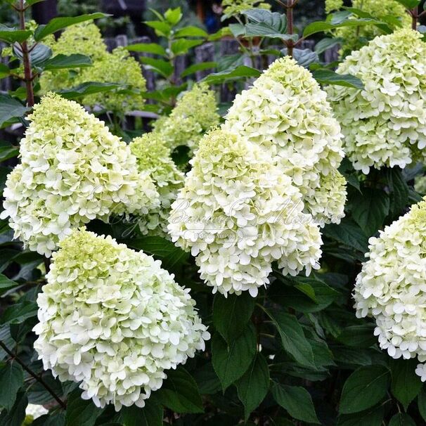 Гортензия метельчатая Геркулес / Hydrangea panniculata Hercules — фото 2