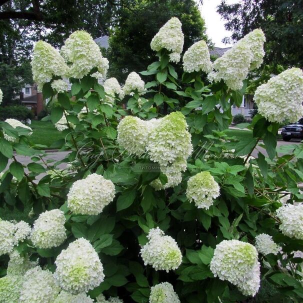 Гортензия метельчатая Геркулес / Hydrangea panniculata Hercules — фото 3