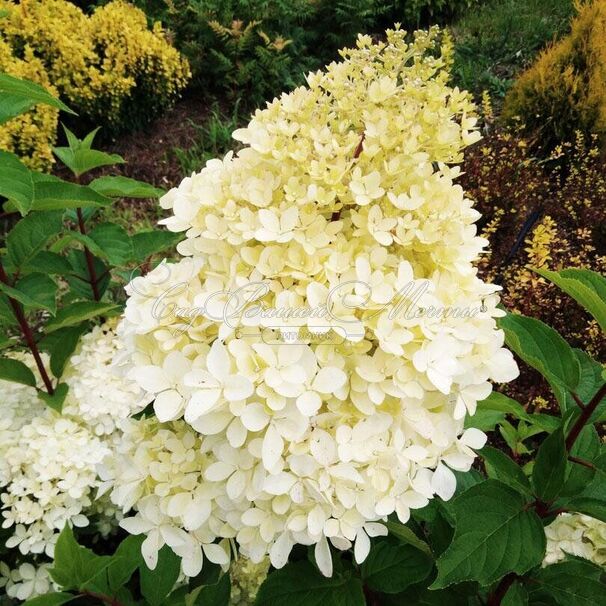 Гортензия метельчатая Геркулес / Hydrangea panniculata Hercules — фото 4