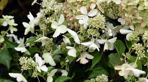 Гортензия метельчатая Голиаф / Hydrangea panniculata Goliath — фото 2