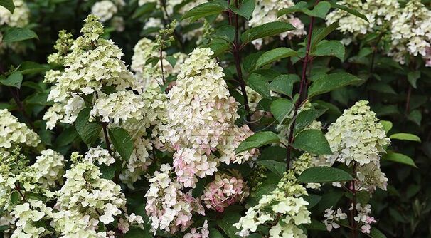 Гортензия метельчатая Голиаф / Hydrangea panniculata Goliath — фото 3