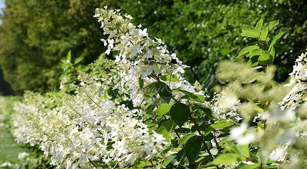Гортензия метельчатая Голиаф / Hydrangea panniculata Goliath — фото 4