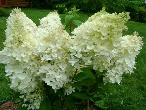 Гортензия метельчатая Грандифлора / Hydrangea panniculata Grandiflora — фото 2