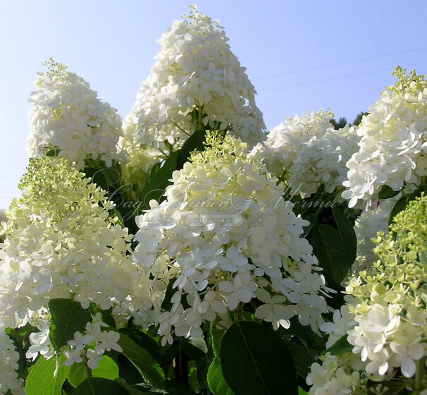 Гортензия метельчатая Грандифлора / Hydrangea panniculata Grandiflora — фото 3