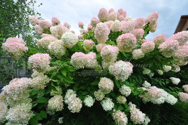 Гортензия метельчатая Грандифлора / Hydrangea panniculata Grandiflora — фото 4