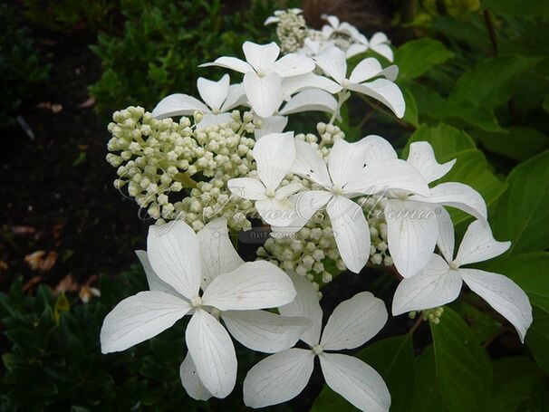 Гортензия метельчатая Грейт Стар / Hydrangea panniculata Great Star — фото 2