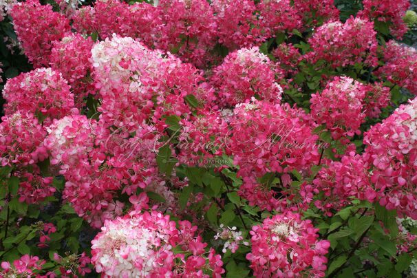 Гортензия метельчатая Диамант Руж / Hydrangea panniculata Diamant Rouge — фото 2