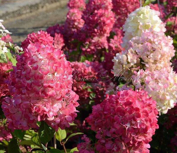 Гортензия метельчатая Диамант Руж / Hydrangea panniculata Diamant Rouge — фото 3