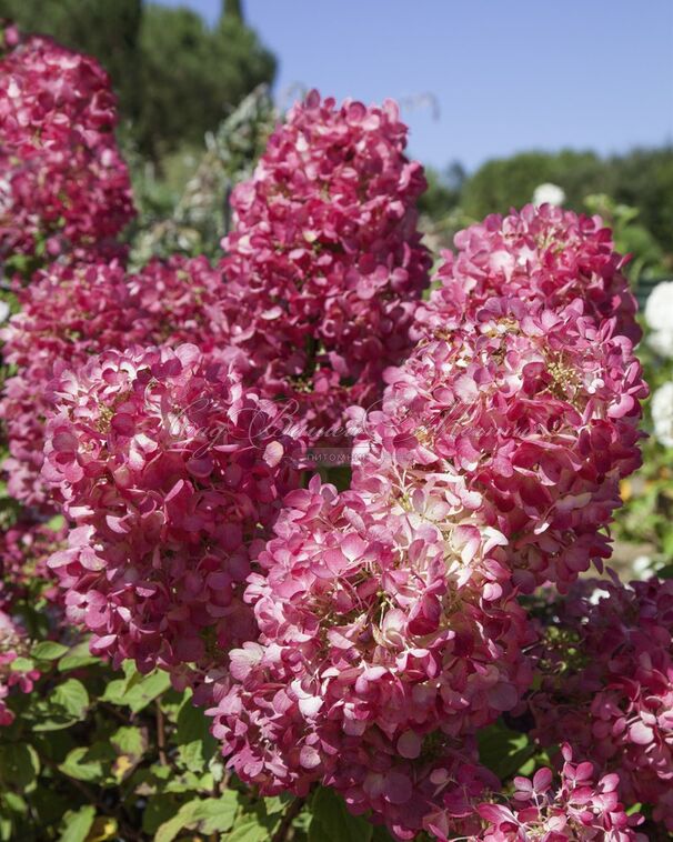 Гортензия метельчатая Диамант Руж / Hydrangea panniculata Diamant Rouge — фото 4