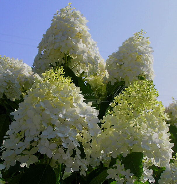 Гортензия метельчатая Долли / Hydrangea panniculata Dolly — фото 2