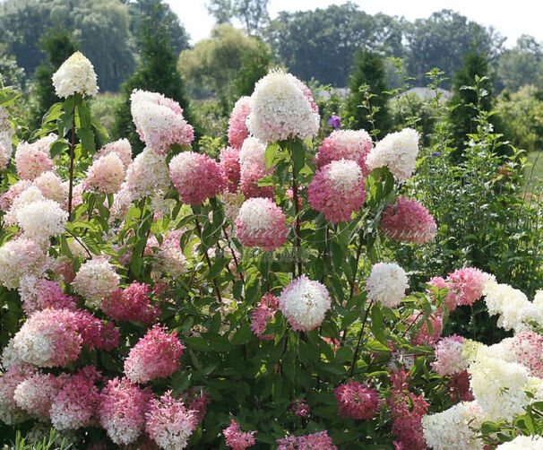 Гортензия метельчатая Долли / Hydrangea panniculata Dolly — фото 3