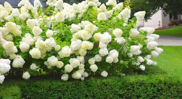 Гортензия метельчатая Долли / Hydrangea panniculata Dolly — фото 4