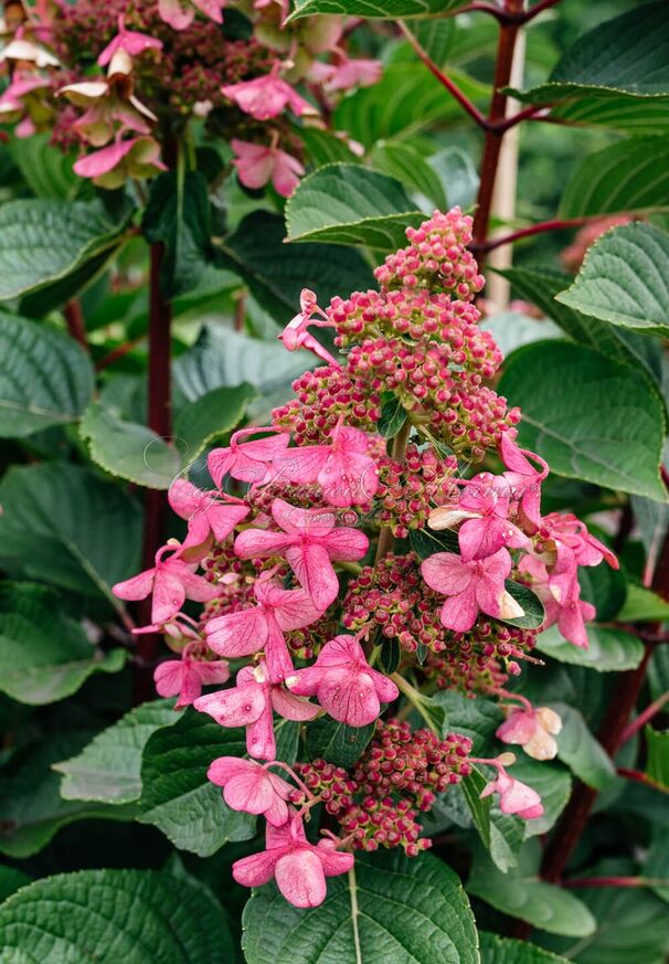 Гортензия метельчатая Инфинити / Hydrangea panniculata Infinity — фото 3