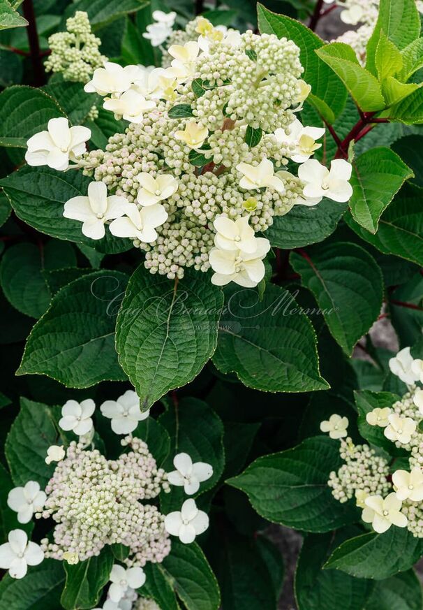 Гортензия метельчатая Инфинити / Hydrangea panniculata Infinity — фото 4